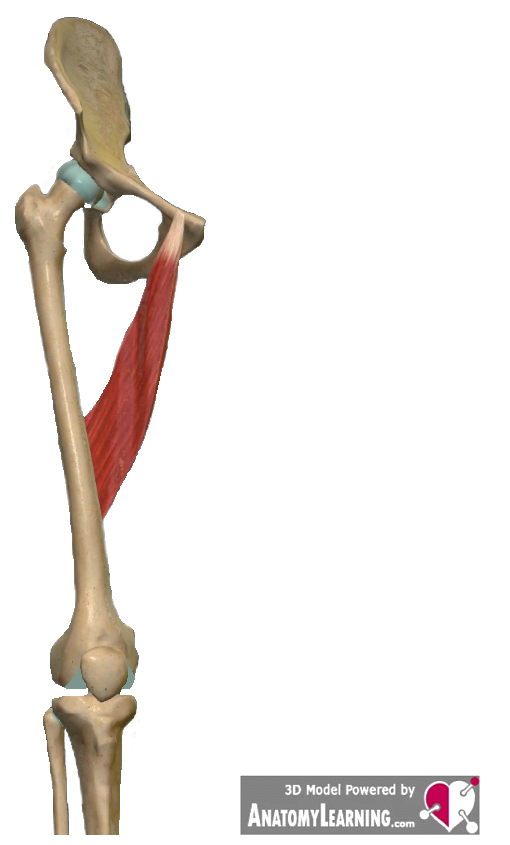 Adductor muscles anatomy Click here