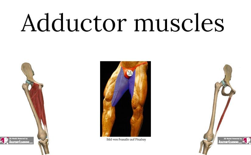 Adductor muscles