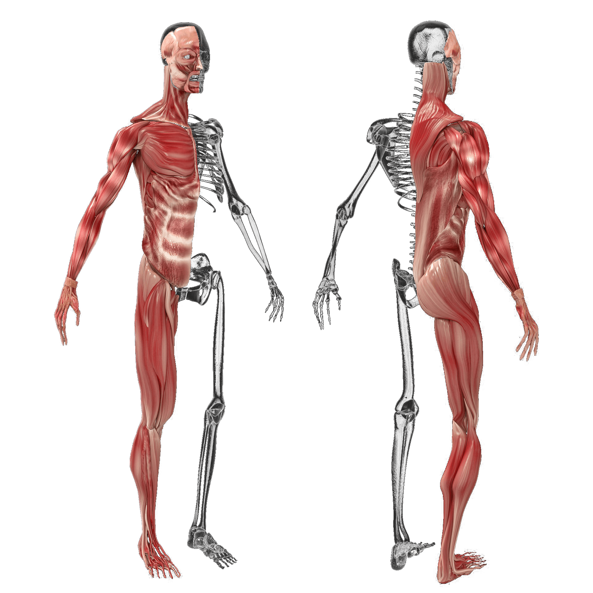 Basics of anatomy