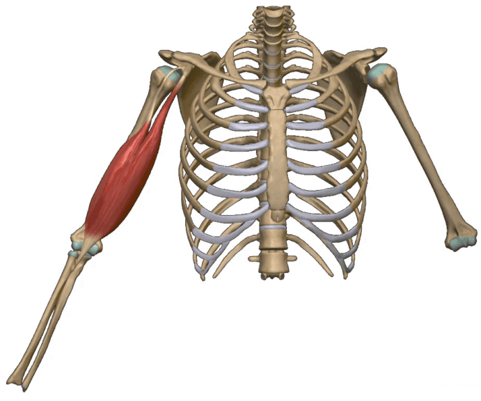 Musculus biceps brachii - Anatomy and functions