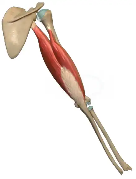 Musculus triceps brachii